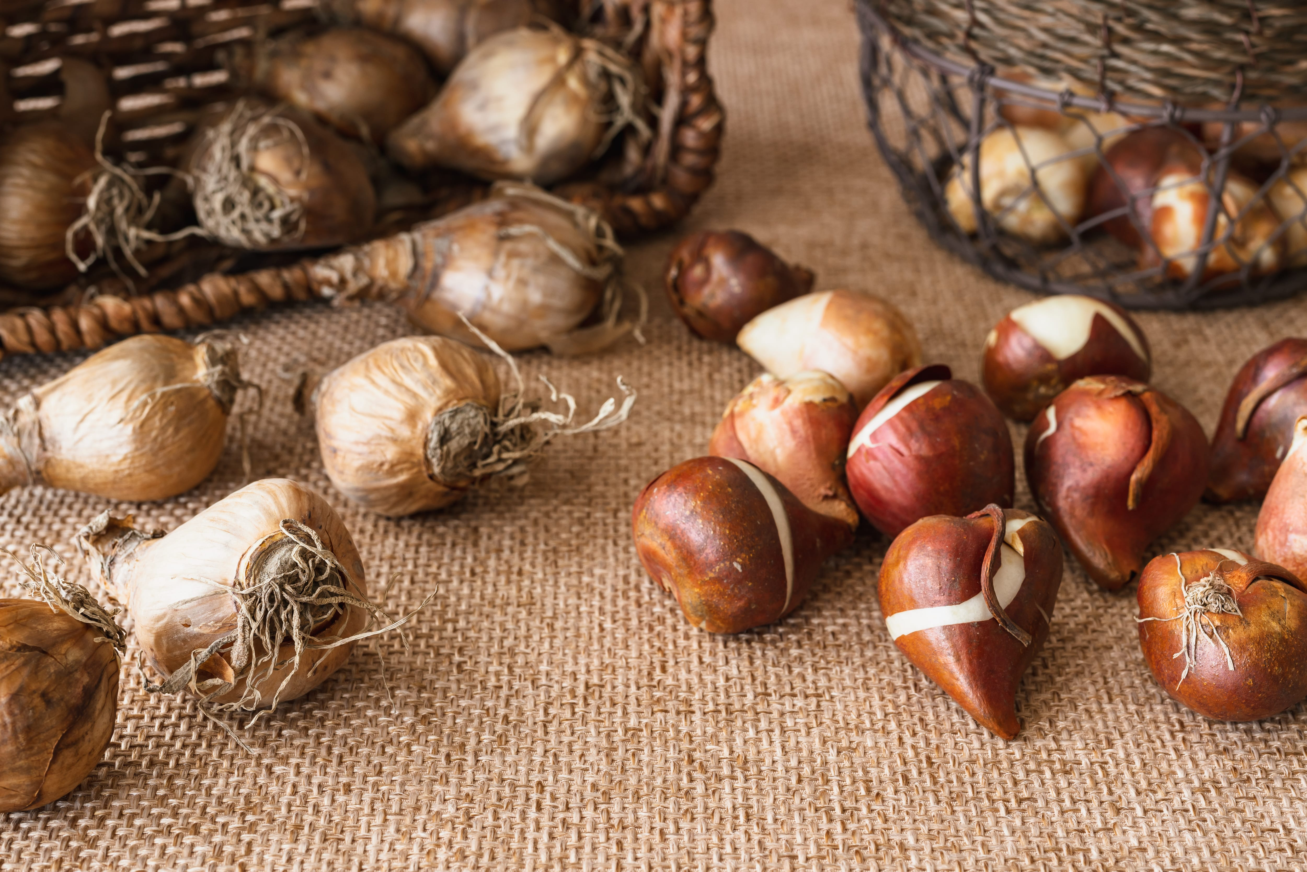 an assortment of bulbs flowing out of baskets and onto a tablecloth